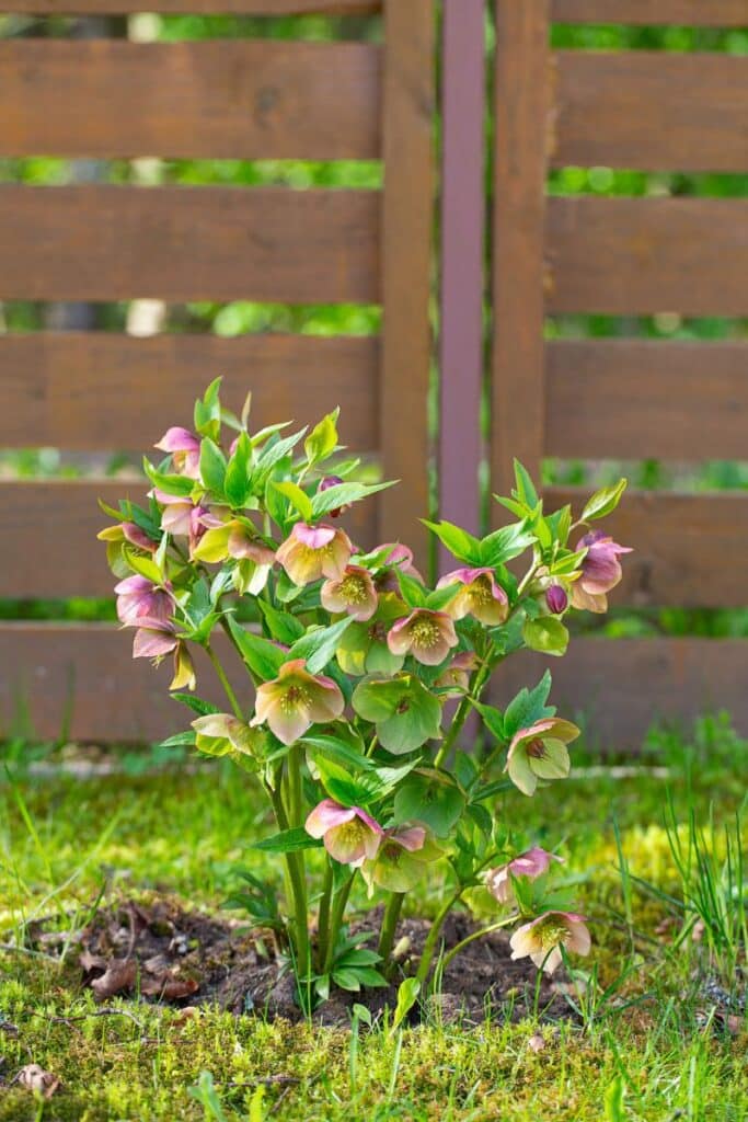 hellebore flower