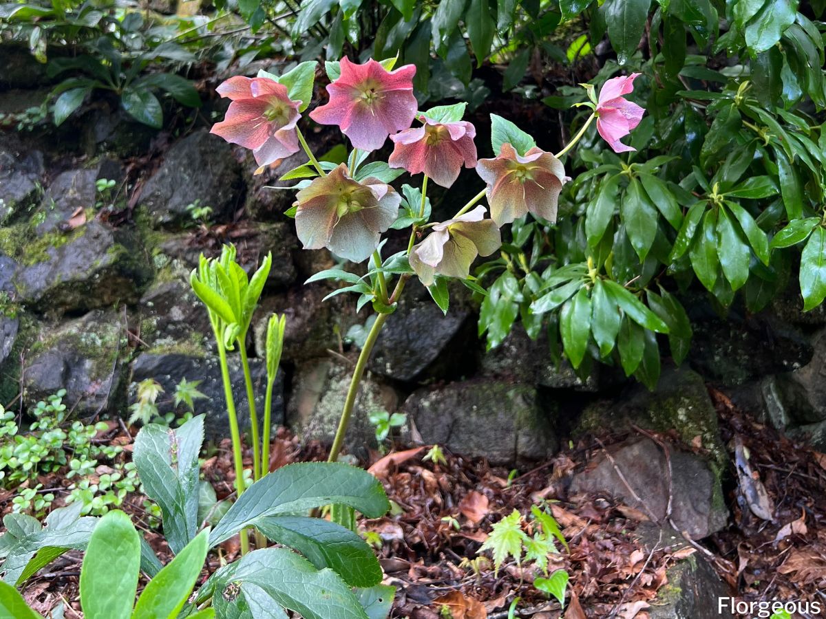 How To Grow And Care For Hellebore Plants Florgeous how-to-grow-and-care-for-hellebore-plants-florgeous