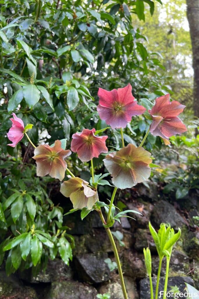 hellebore garden