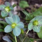 hellebore meaning