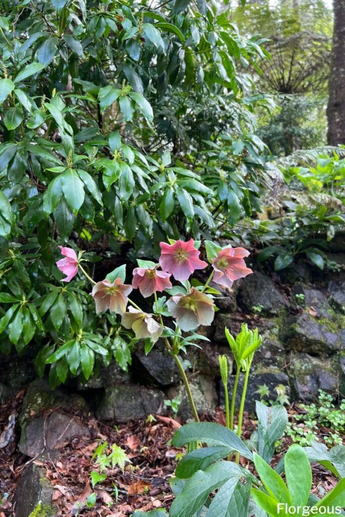 hellebore plant