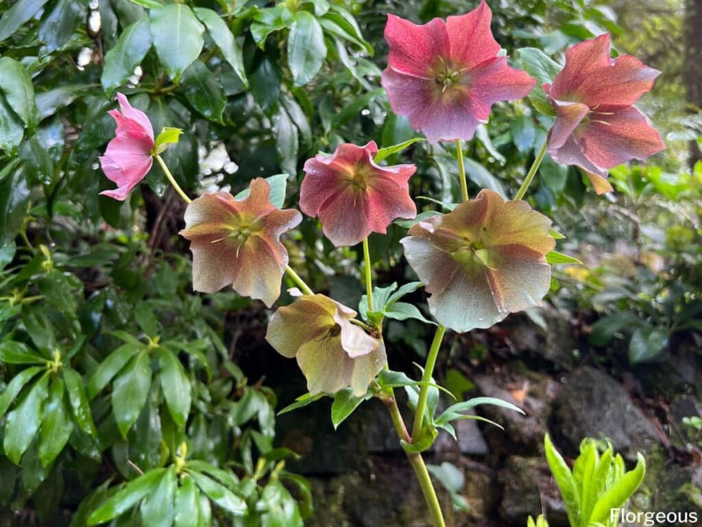 hellebore plants