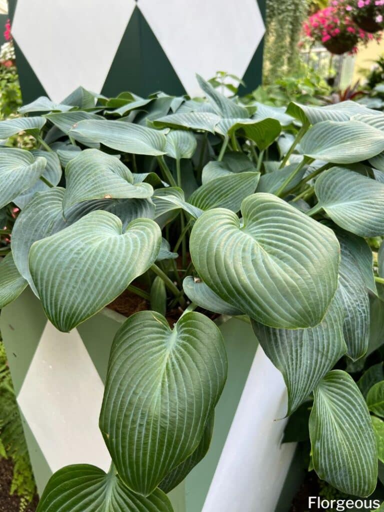 hostas