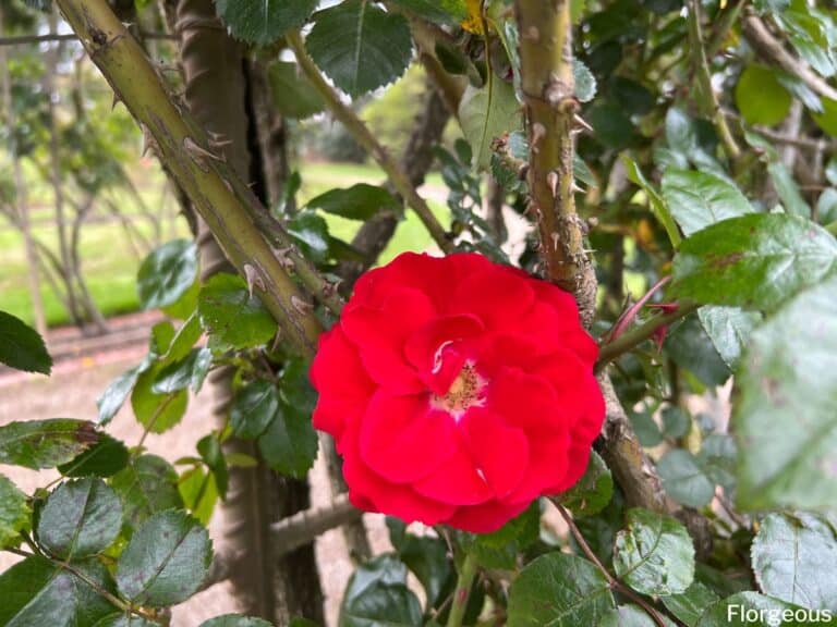 Knock Out Roses Mixed 6 Best Knockout Rose Companion Plants (and The 3 Worst) | Florgeous