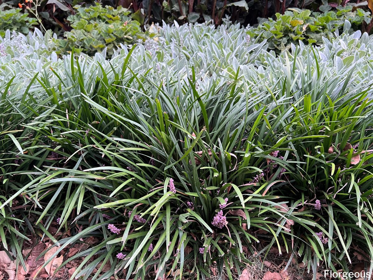 Image of Liriope and ferns companion plants