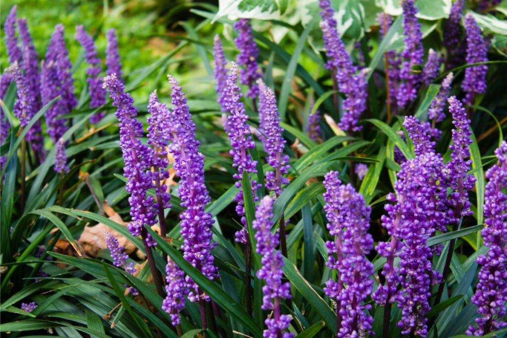 liriope companion plants