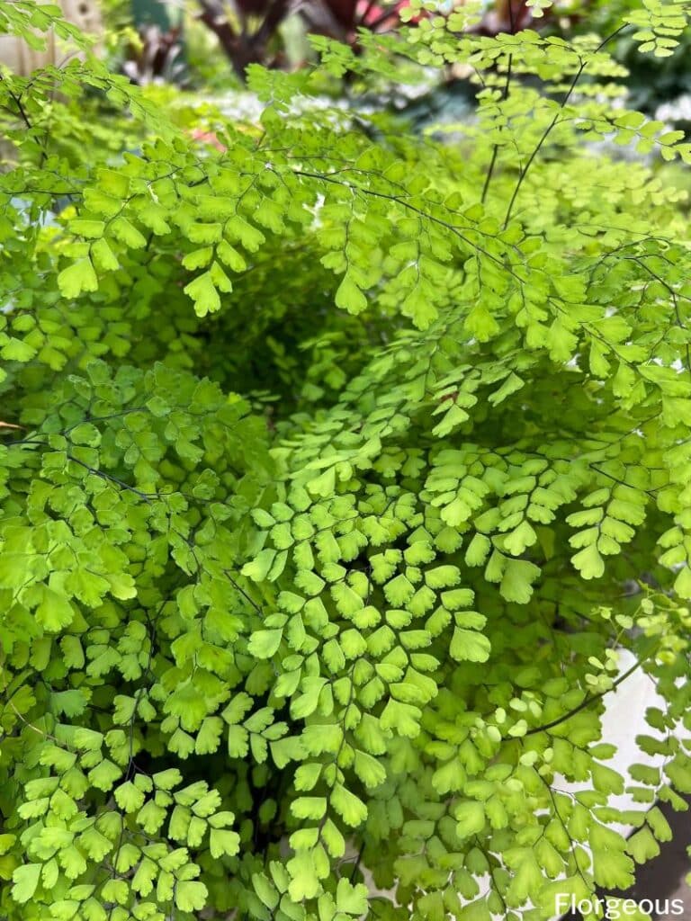 maidenhair fern