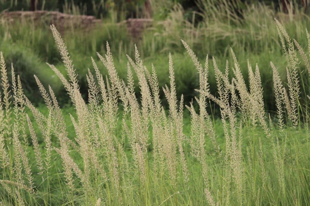 Pennisetum Orientale