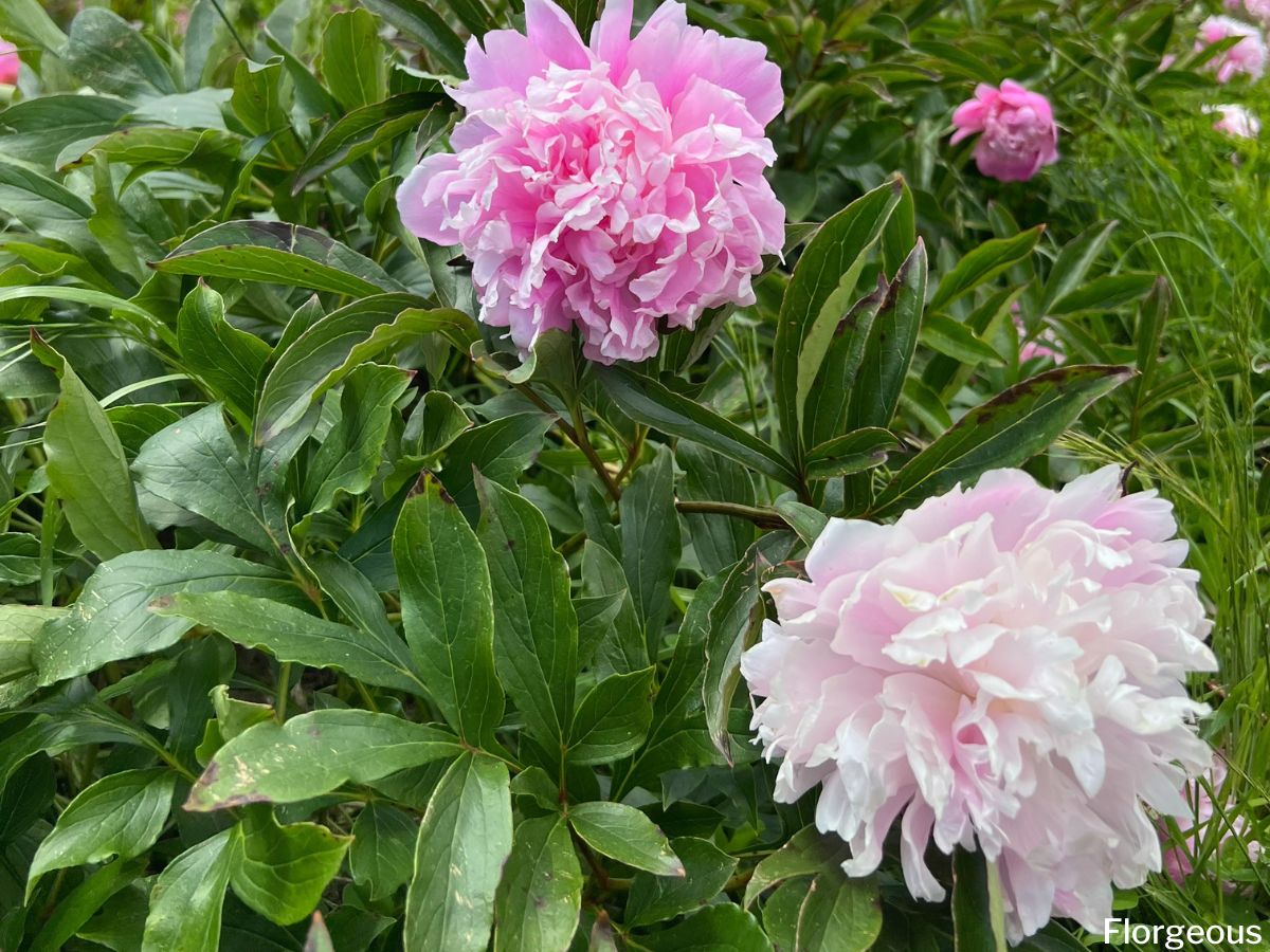 When Are Peonies in Season? Bloom Time Explained!