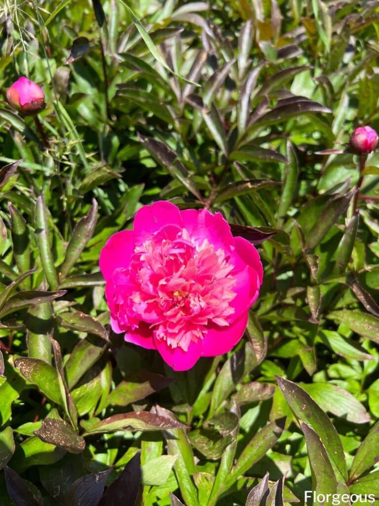 peony blooming