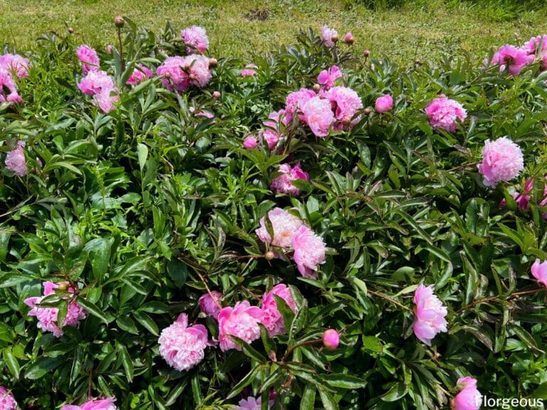 7 Best Peony Companion Plants and What Not To Grow
