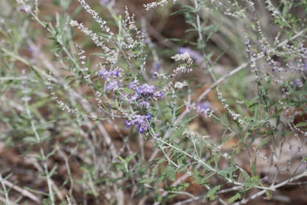 Perovskia atriplicifolia