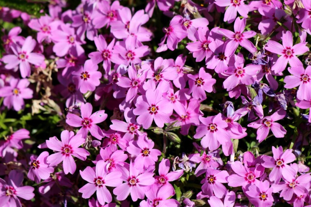 Phlox stolonifera