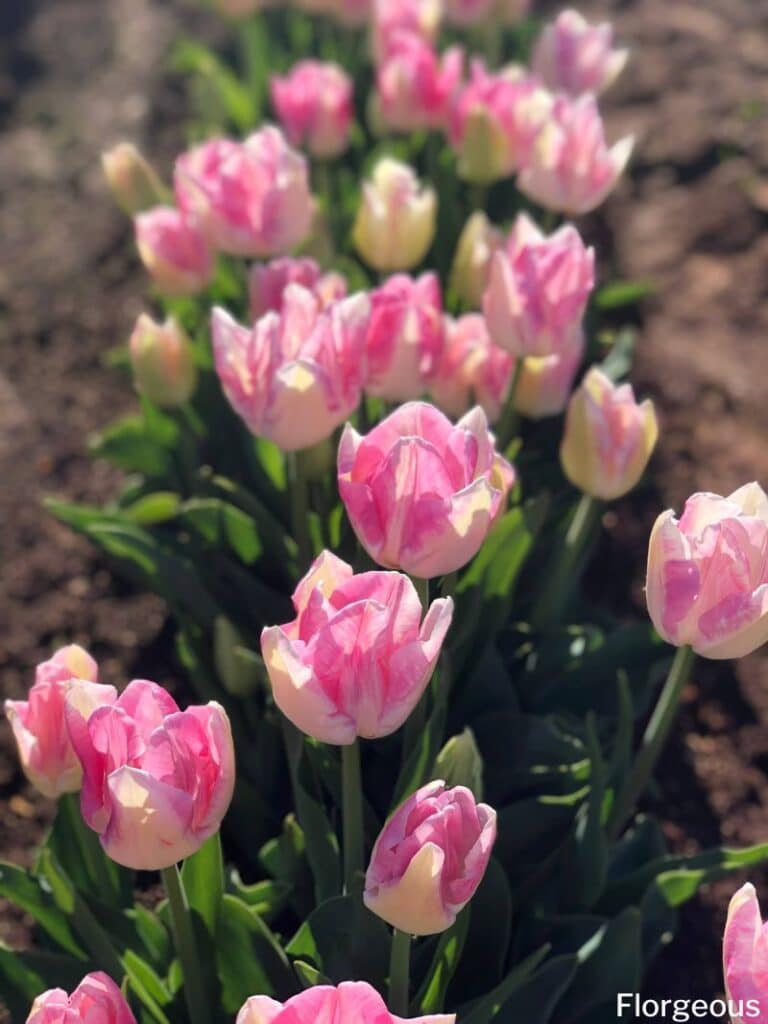 розовые цветы тюльпана