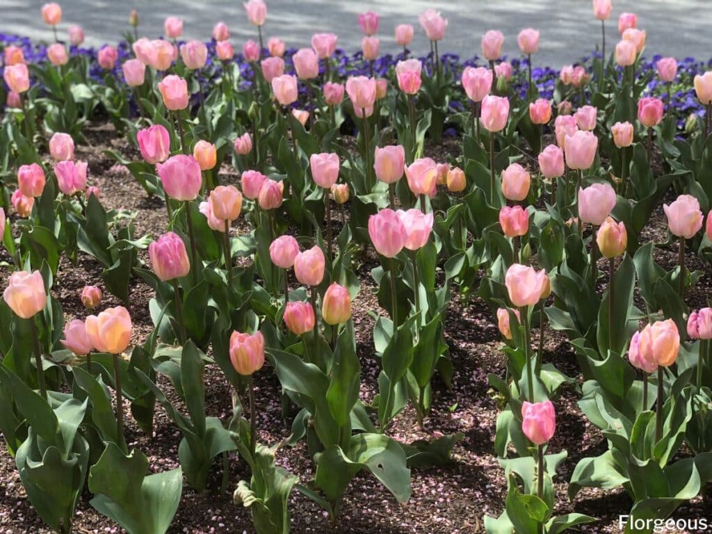 planting tulips