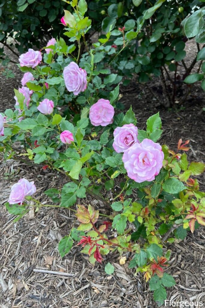 purple rose bush