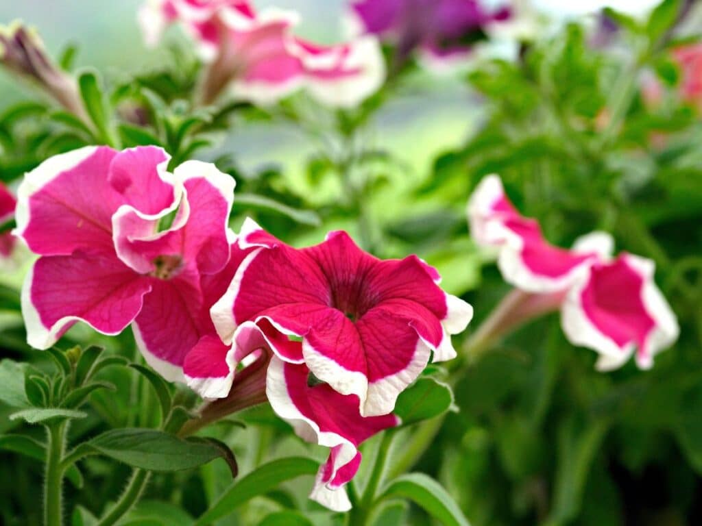 red petunia