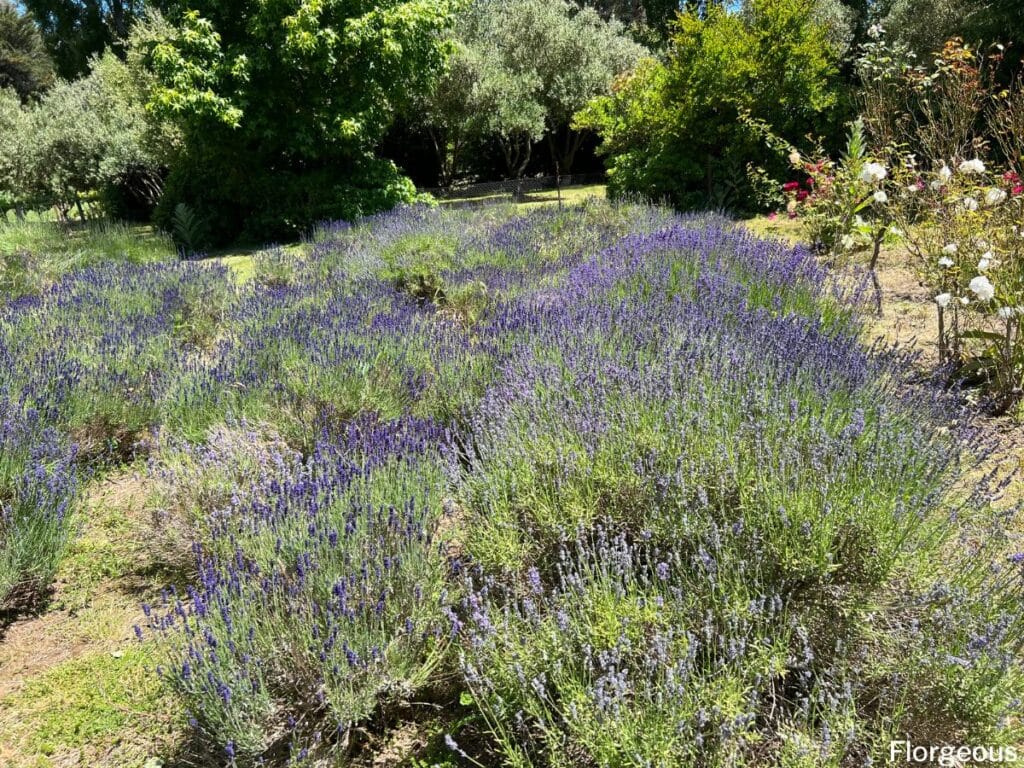 roses and lavender