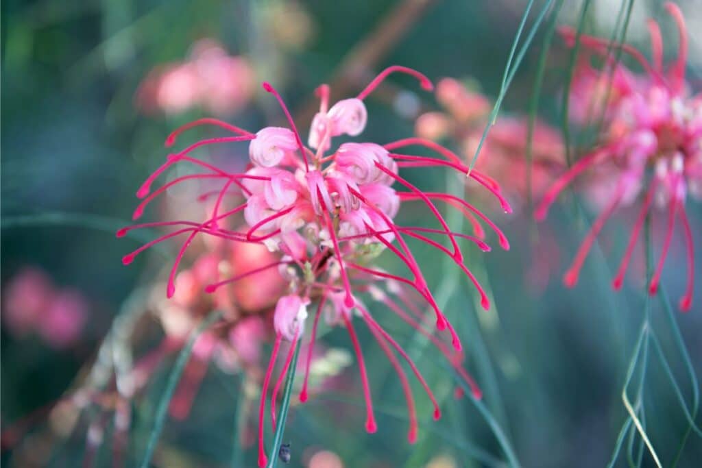 red spider lily flower