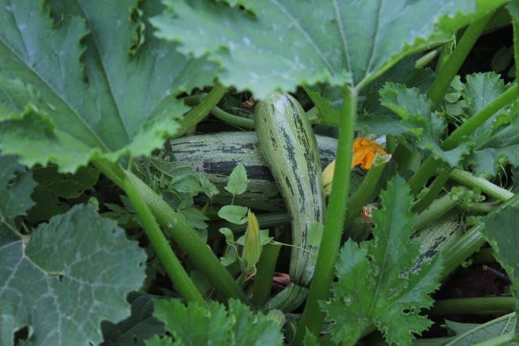 squash plant