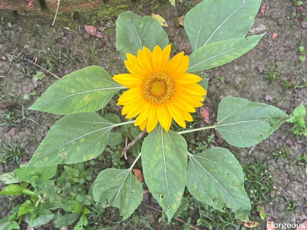 sunflower companions