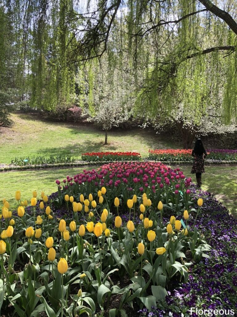 tulip garden