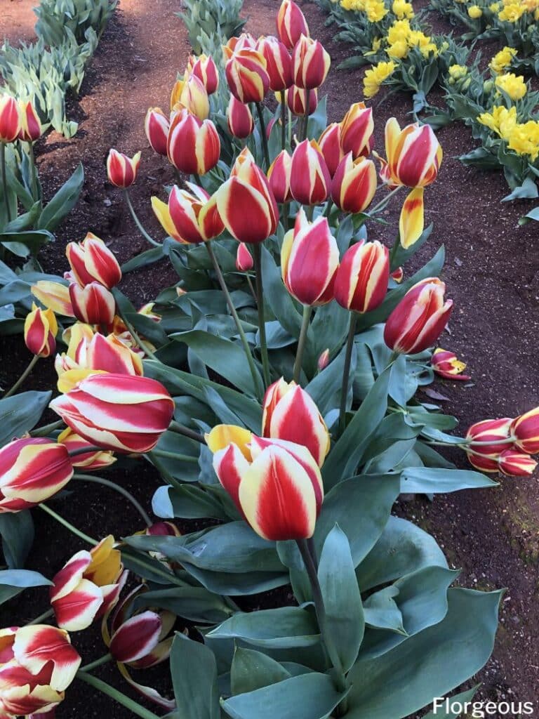 tulip plants