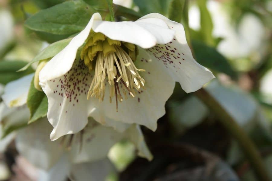 white christmas rose