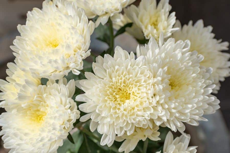 white chrysanthemums