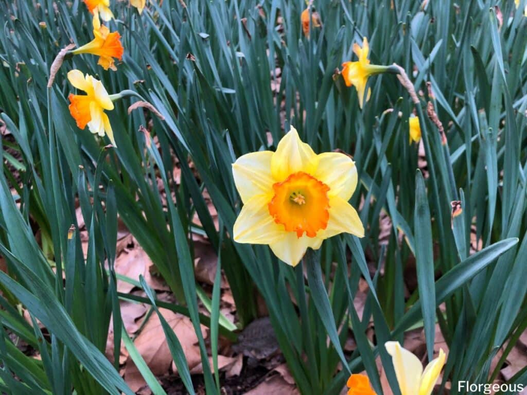 yellow daffodil flower