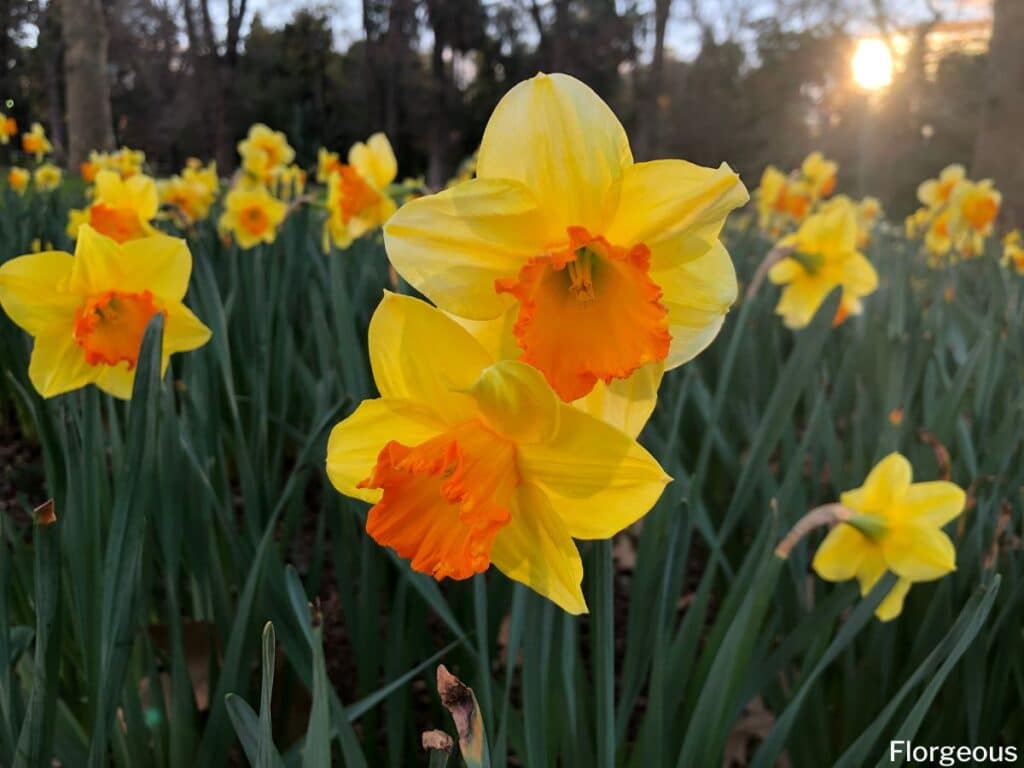 yellow orange daffodils