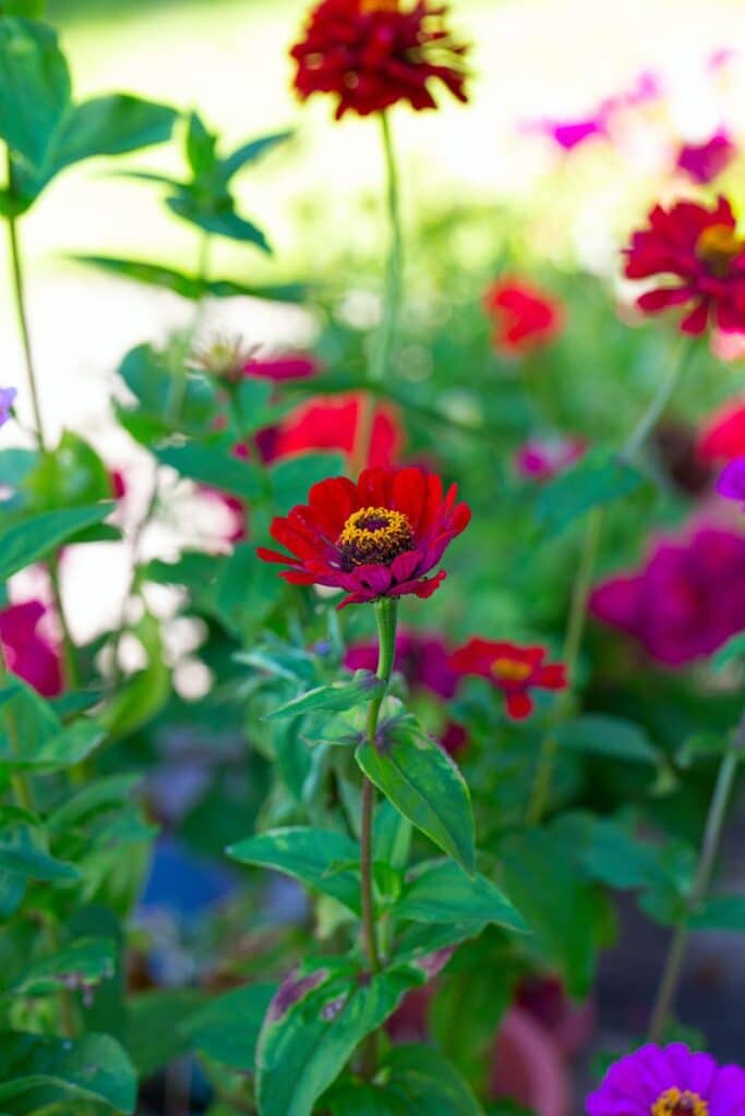 zinnias