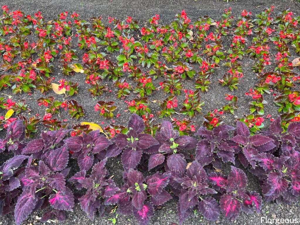 coleus and begonias