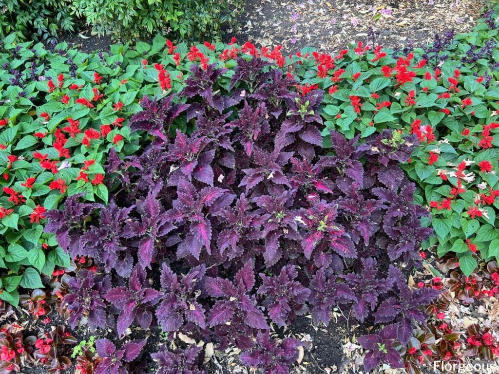 coleus and salvia