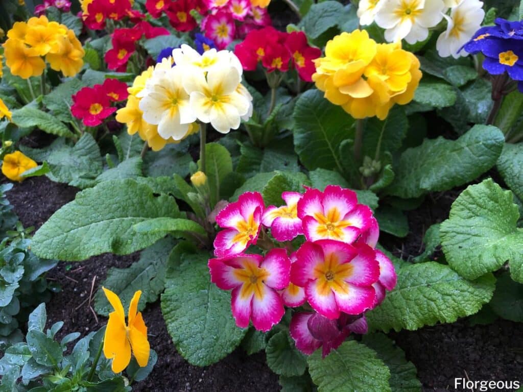 colorful primrose flowers