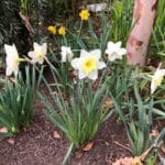 daffodil companion plants