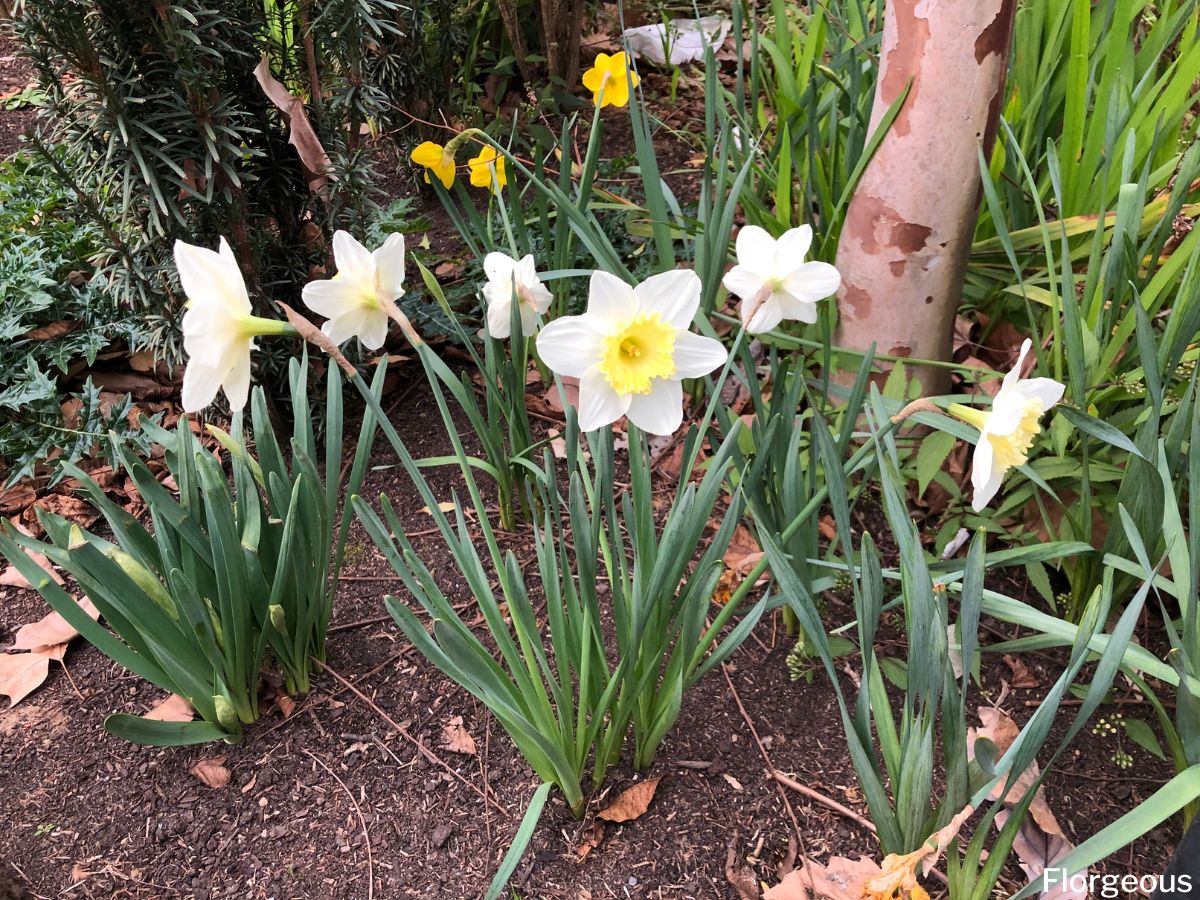 Top 5 Daffodil Companion Plants And What To Avoid Florgeous