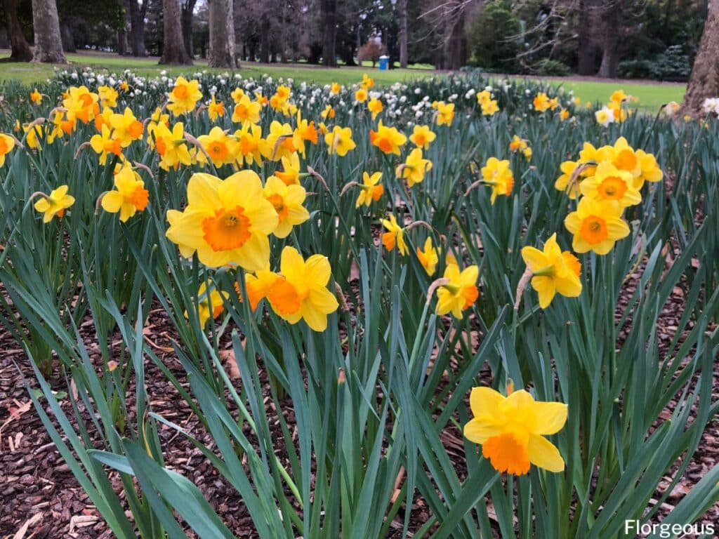 daffodil landscaping