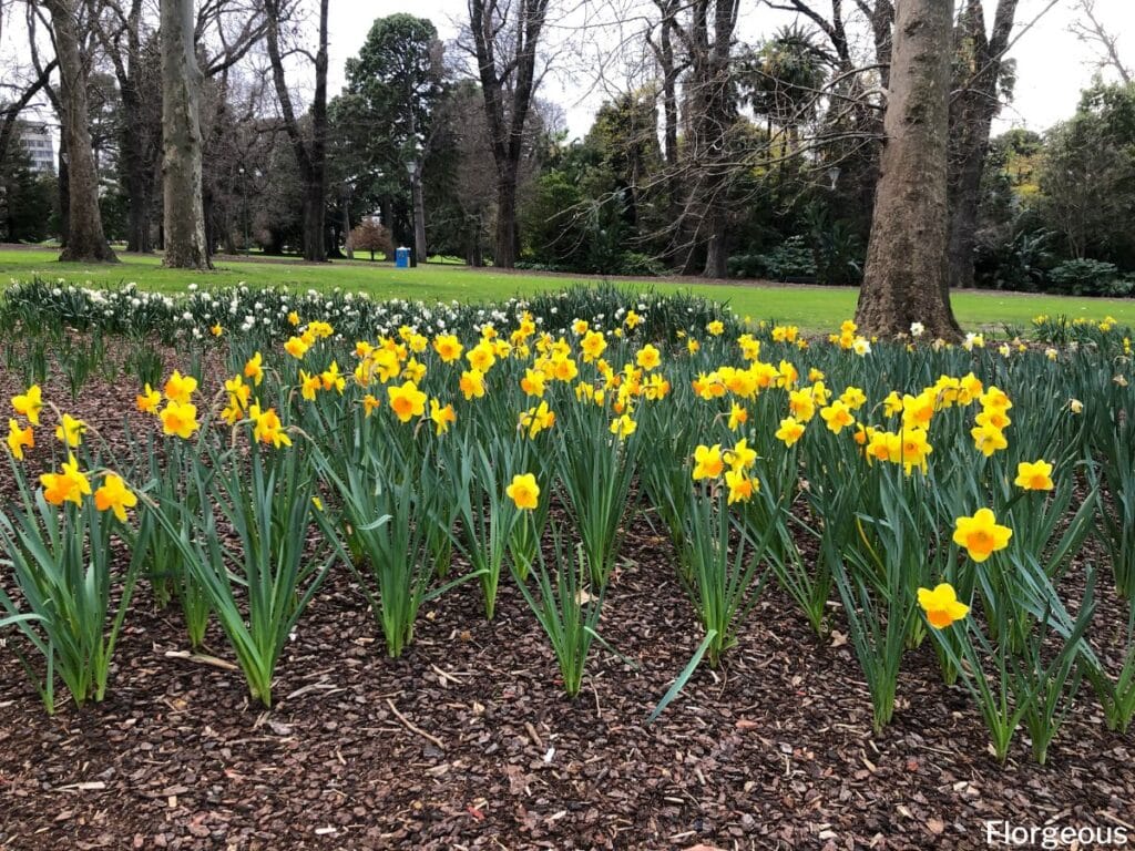 daffodils perennials