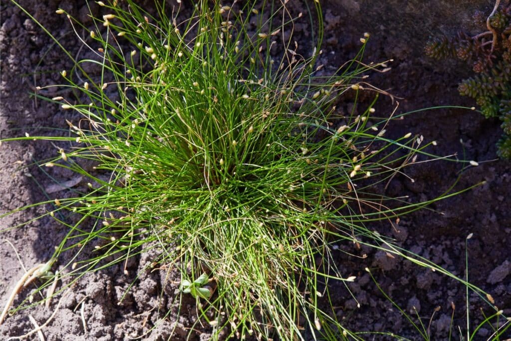 Fiber optic grass