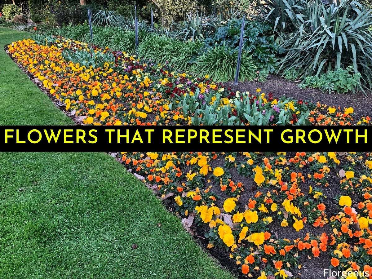 10 Flowers That Represent Growth and Progress