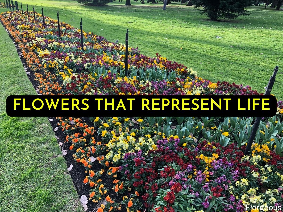 14 Best Flowers That Represent Life