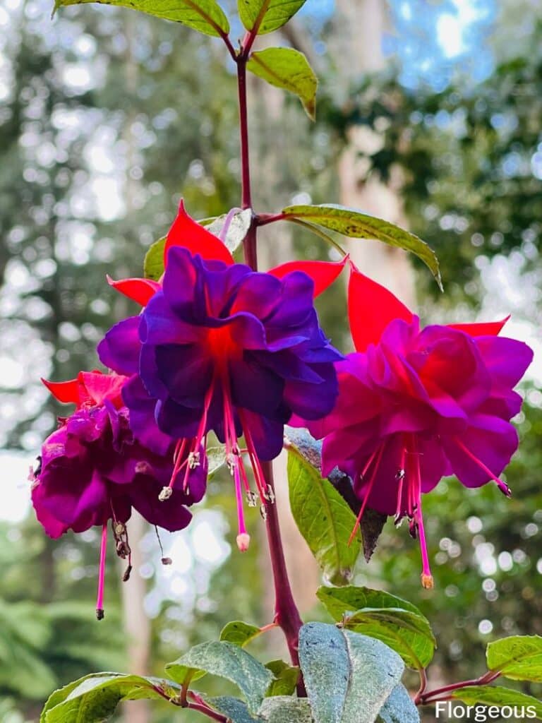 fuchsia flower