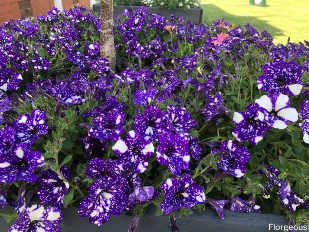 garden petunia