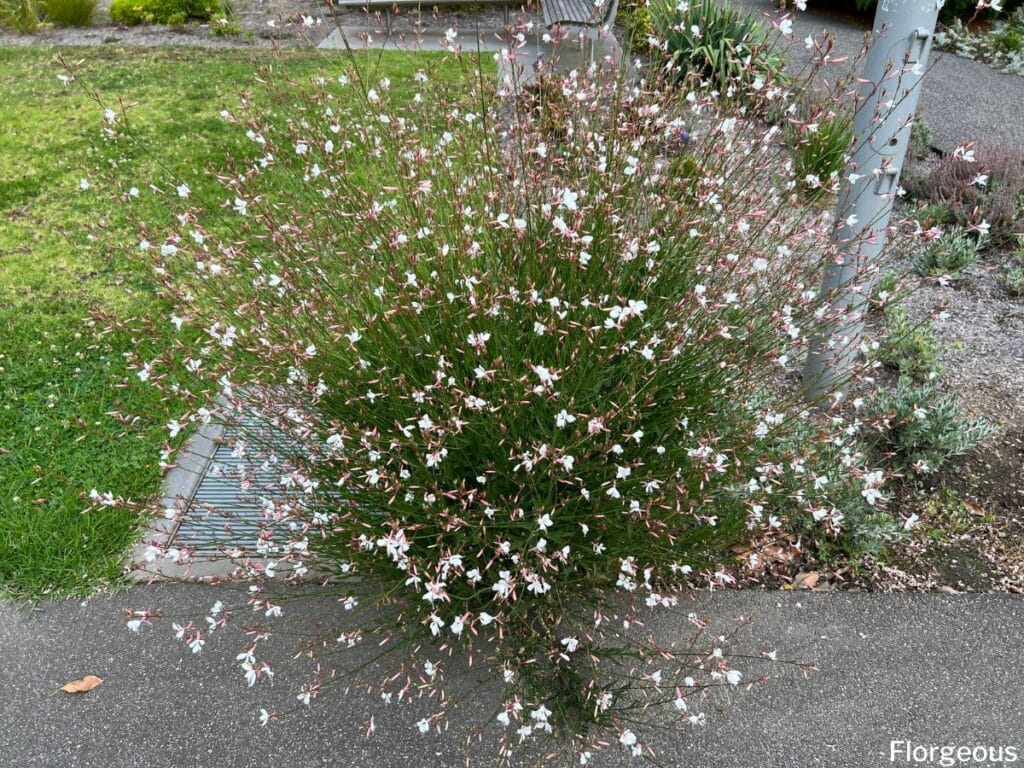 Image of Gaura and salvia companion plants