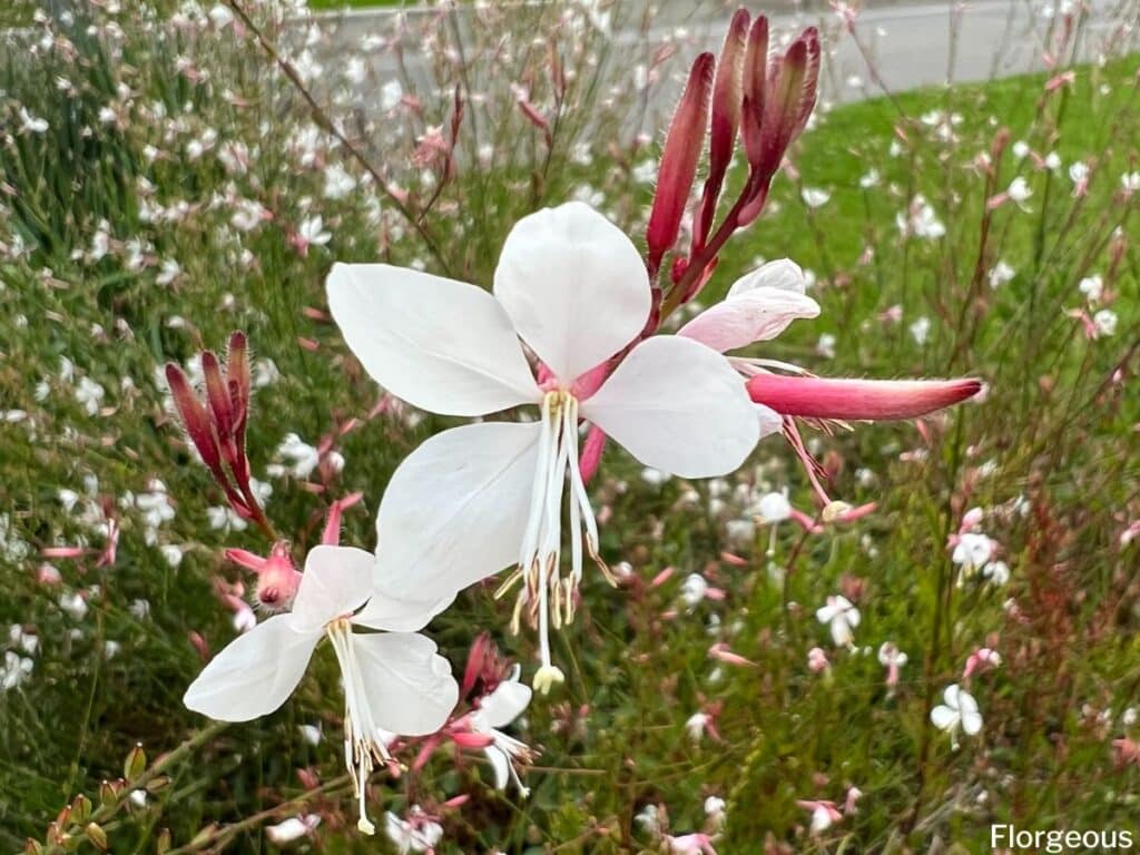 Pousse De Gaura Gaura Taille CSKOQ Pousse De Gaura Gaura Taille CSKOQ