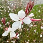 gaura plant