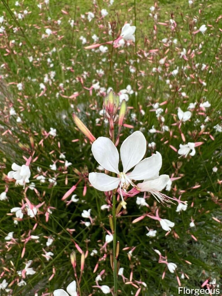 gaura whirling butterflies