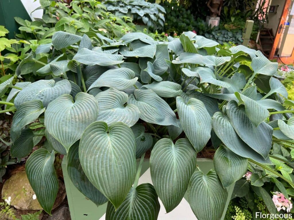 hosta companion plants