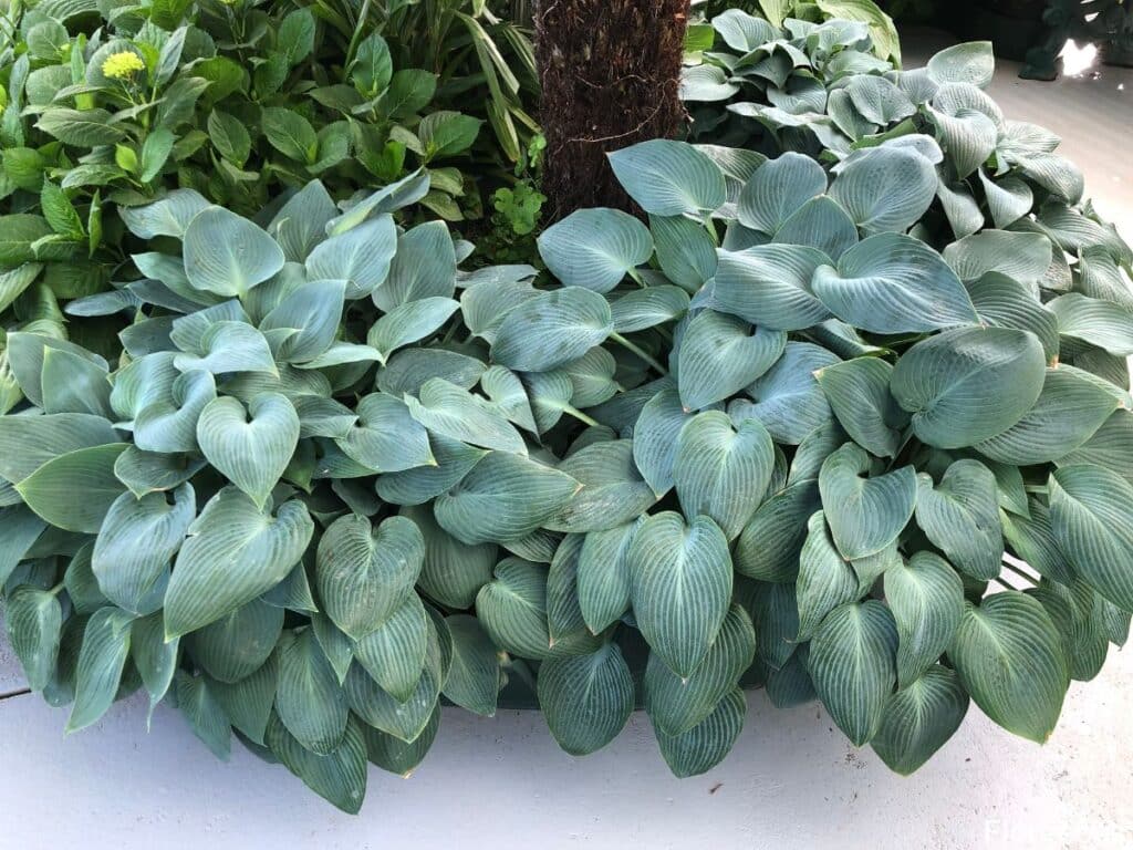 hosta plants